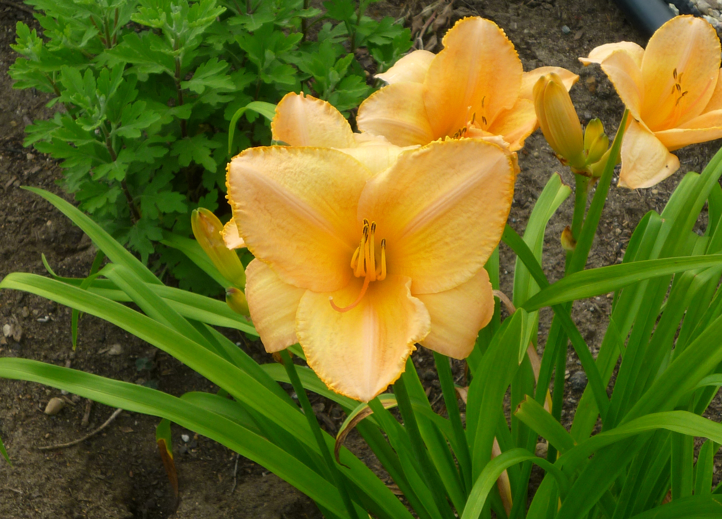 Beautiful Peach Rose and Gold Daylily