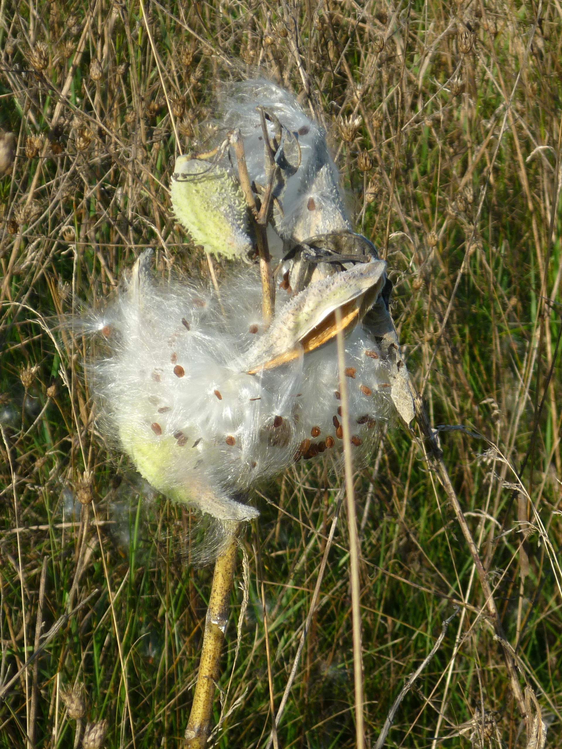 Milkweed Seed Pod Breaking Open In The Wind