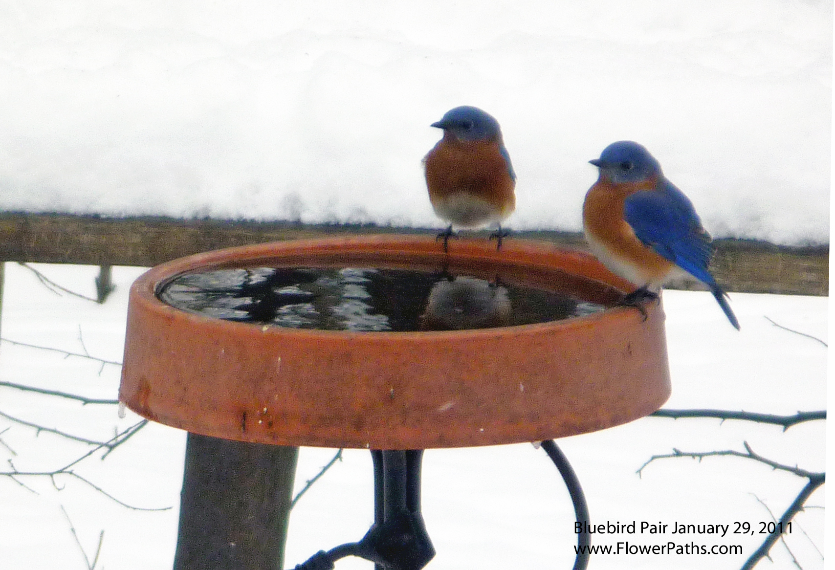 Bluebird Pair January 29, 2011