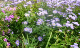 Aster Monch and Eupatorium Wayside