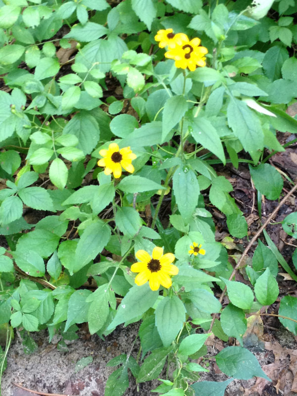 Brown Eyed Susan Kleinrock August 2016