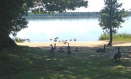 Geese Framed by Tree and Shadows