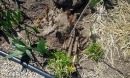 Huge Peony Roots