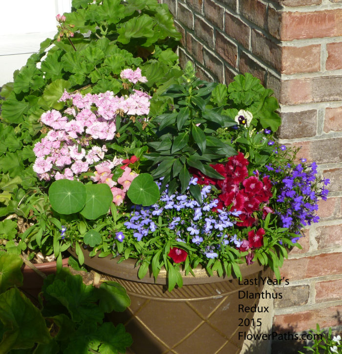 Dianthus with Lobelia Trailing Over the Edge