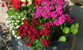 Dianthus Are the Mainstay of This Planter