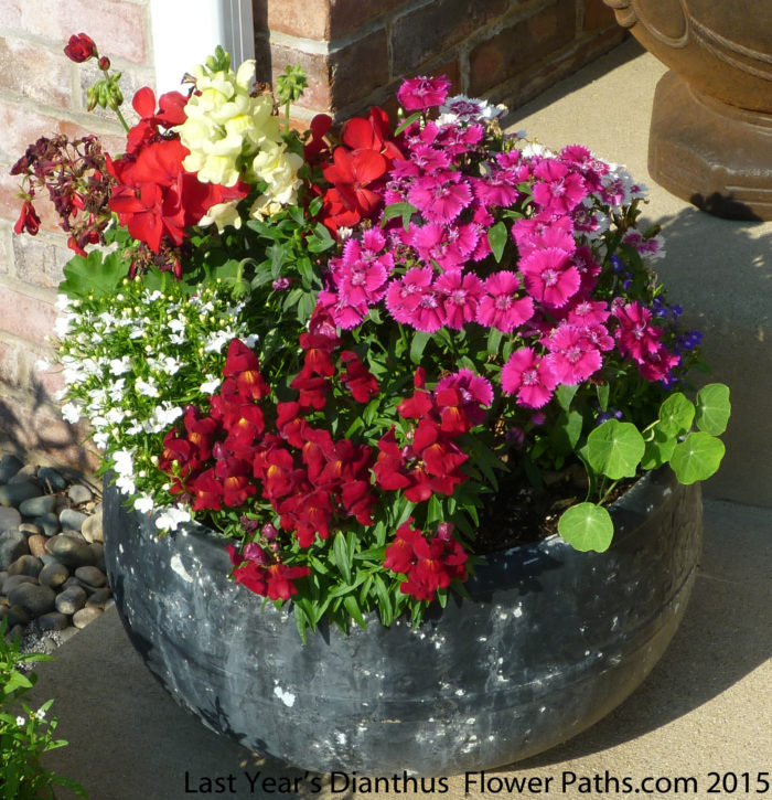 Dianthus Are the Mainstay of This Planter