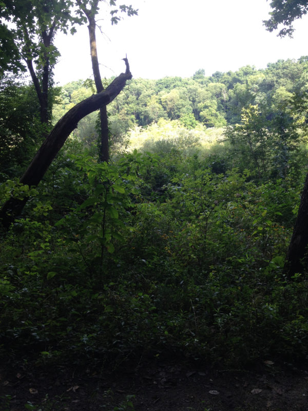 Looking Over Marsh Kleinrock August 2016