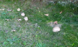 Mini Loaf Mushrooms in November