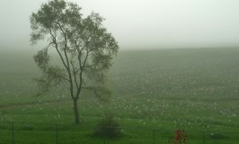 Misty Morning with Spiderwebs on the Field copy