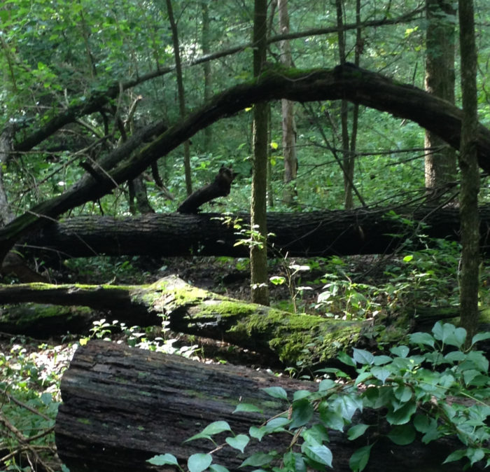 Natural Arch from Fallen Tree Kleinrock August 2016