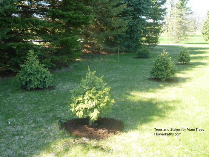 New Spruce Trees in Front with Stakes for More