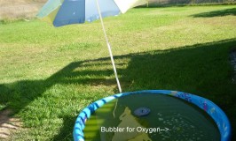 Tadpole Pond in September with Bubble Stone and Umbrella