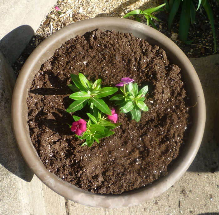 Pot with Central Vinca Flowers Planted