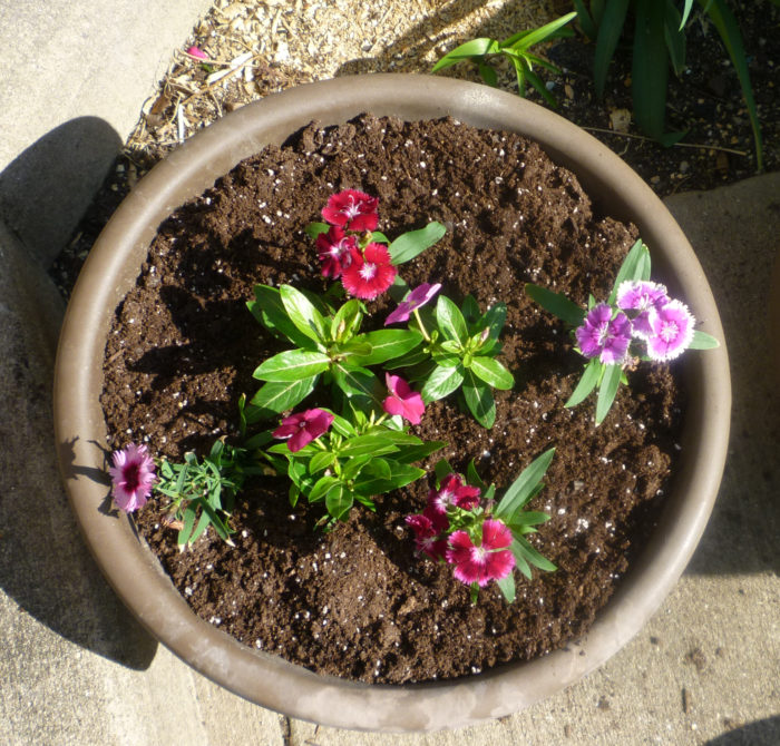 Pot with Central Vinca and Side Dianthis Planted