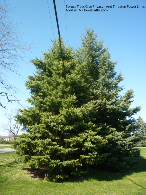 Spruce Trees Will Be Chopped April 2016