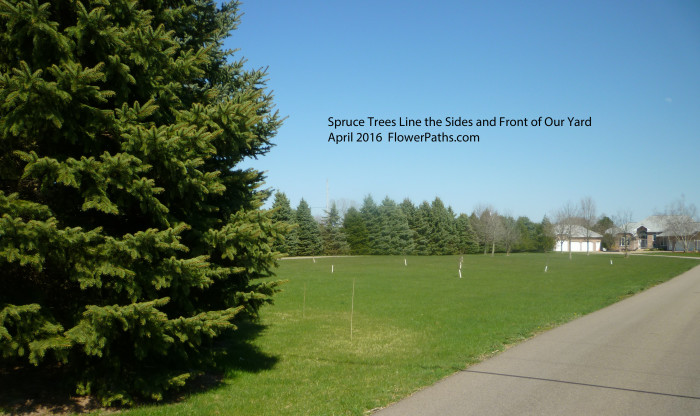 Spruce Trees Line the Front and Sides of Our Yard April 2016