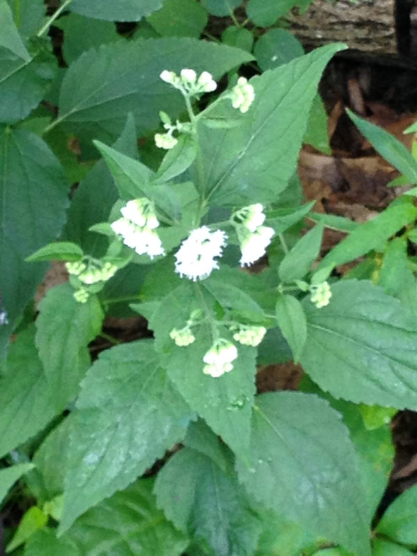 Unknown White Flower Kleinrock August 2016