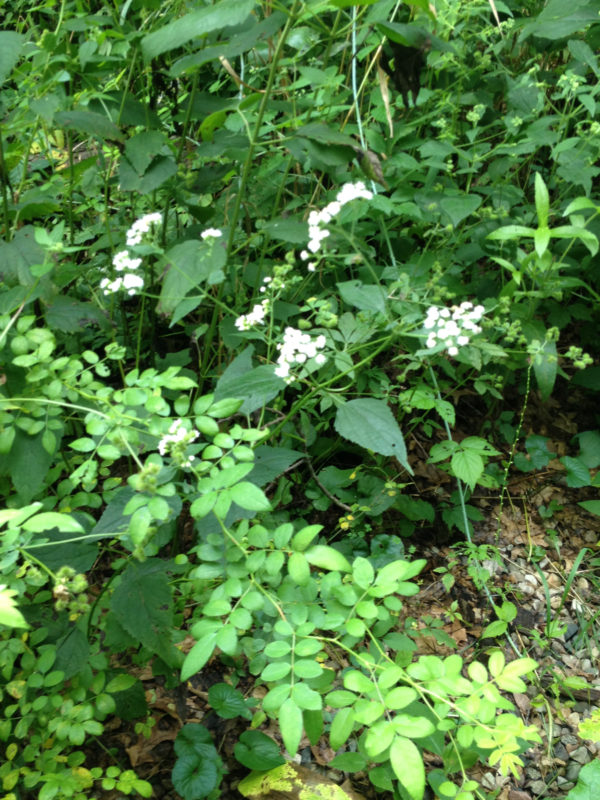 Unknown White Flower - Maybe White Snakeroot Kleinrock August 2016