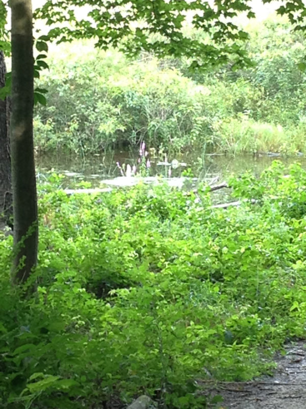 Water in Lake Kleinrock August 2016