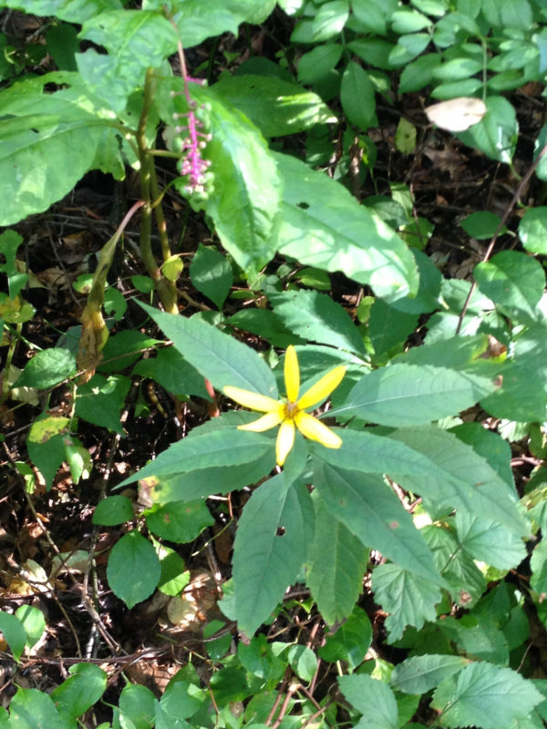 Wild Sunflower with Pokeweed in Background Kleinrock August 2016