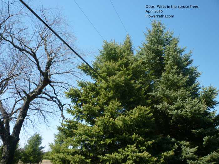 Wires in the Spruce Trees April 2016