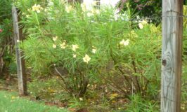 Yellow Oleander Bush