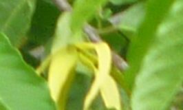 Ylang Ylang Flower Close Up