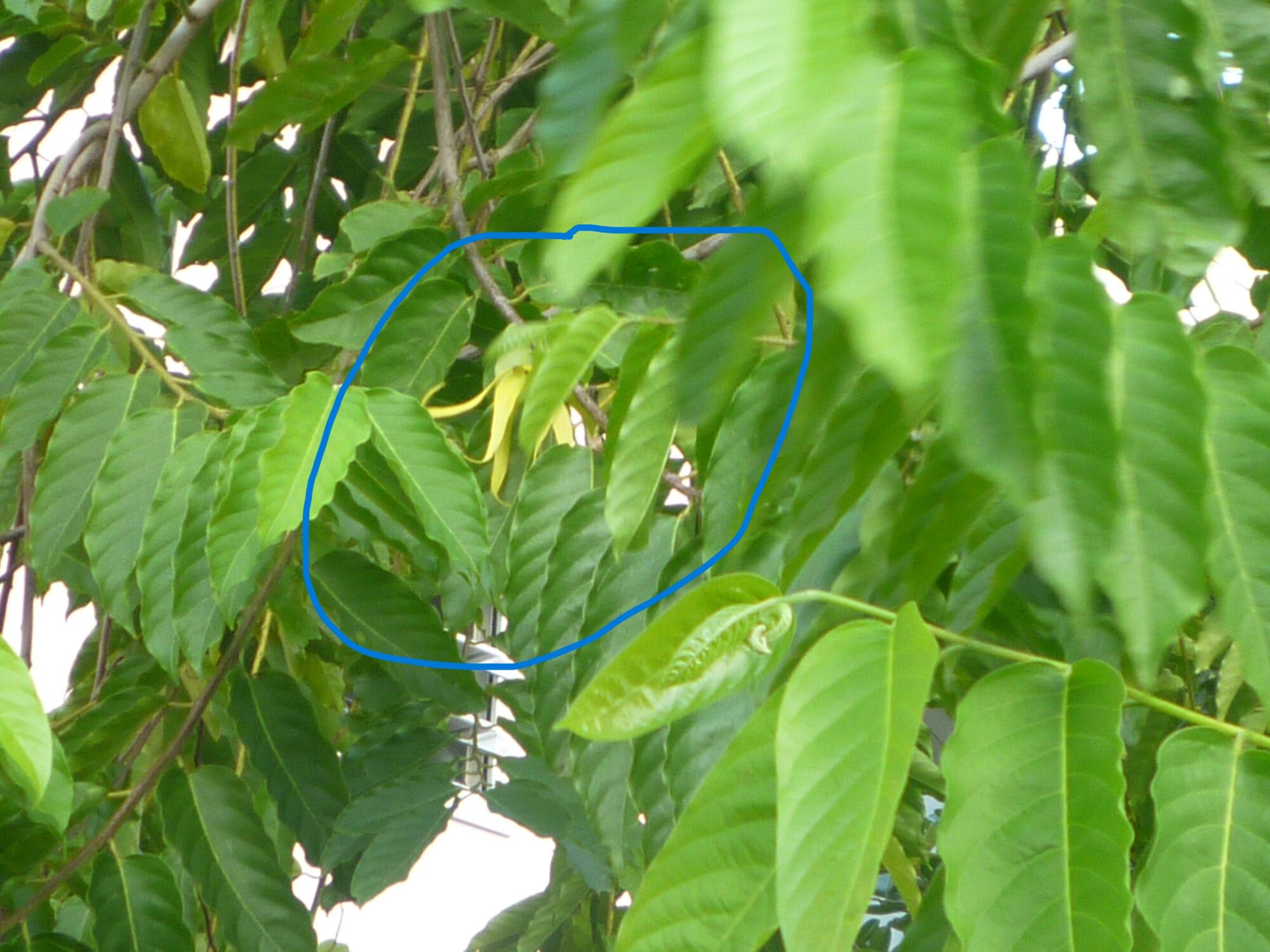 Ylang Ylang Flower in Tree