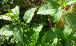 Young Pokeweed Foliage